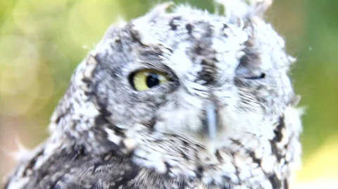 Western Screech Owl 2 Stock Footage 824541