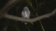 Western Screech Owl, On Branch, Head Turn, Night Stock Footage