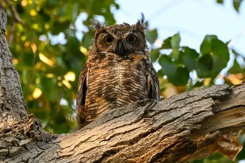 Western Screech Owl on Branch Foto stock