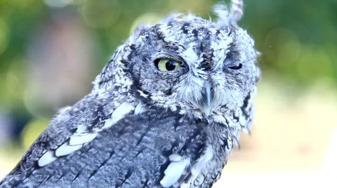 Western Screech Owl Stock Footage 824544