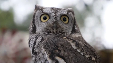 Western Screech Owl Looking around Stock Footage 81647027