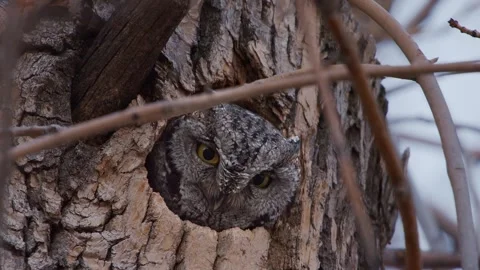 Western Screech Owl peering from tree hollow, daytime 스톡 동영상 301074077