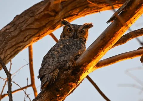 Western Screech Owl Foto stock