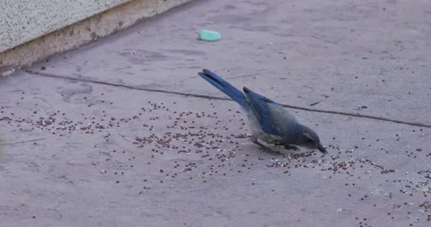 A Western Scrub Jay eats birdseed on a concrete patio 스톡 동영상 329790145