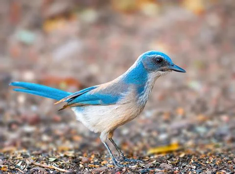 Western Scrub Jay Stock Photos