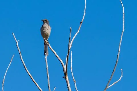 Western Scrub-Jay Stock Photos