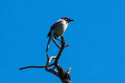 Western Scrub-Jay Stock Photos