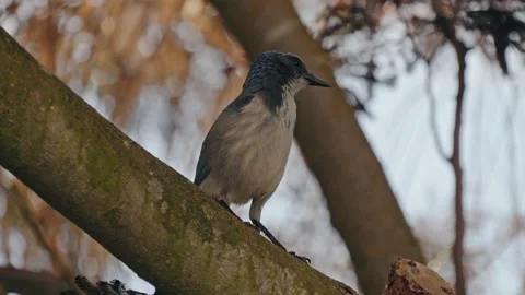 Western Scrub-Jay Shakes Its Feathers in a Tree Stock Footage 317213791