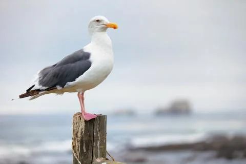 Western Seagull sitting on a post Stock Photos