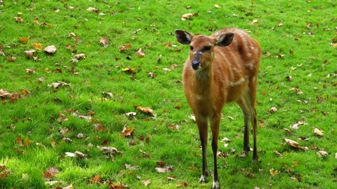 Western sitatunga looks in different directions and wiggles his ears Stock Footage 236389187