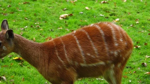 Western sitatunga looks in different directions and wiggles his ears. slow mo Stock Footage 236389252