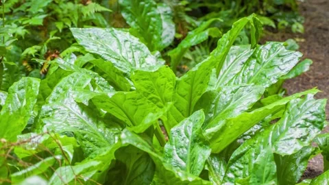 Western Skunk Cabbage (Lysichiton americanus) Yellow Spathe and Leathery Green Stock Footage 309315341