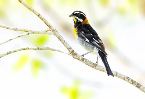 Western spindalis perched on a tree Stock Photos