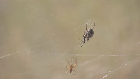 Western Spotted Orb Weaver Spider Tries to Catch Another Spider Stock Footage 137148689