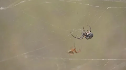 Western Spotted Orb Weaver Spider Turns To Catch Another Spider Stock Footage 137148739
