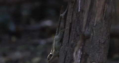 Western striped Squirrel climb down rainforest tree close up Stock Footage 332143645