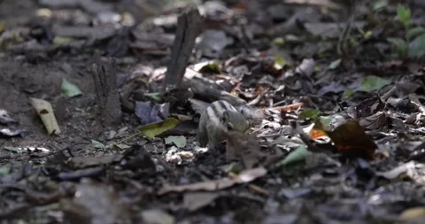 Western Striped Squirrel forage in leaf litter in rainforest close up Stock Footage 332143655