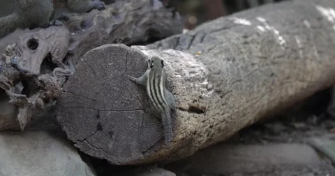 Western Striped Squirrel move around in rainforest close up nt Vídeo Stock 332143654