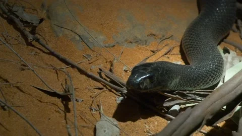 Western taipan close up Stock Footage 134222282