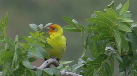 Western Tanager 1 Stock Footage 8549361