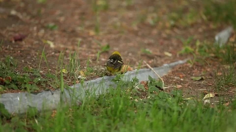 Western Tanager (Piranga ludoviciana) foraging on ground Stock Footage