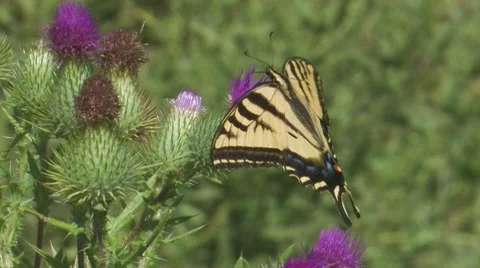 Western Tiger Swallowtail 2 Stock Footage 8510735