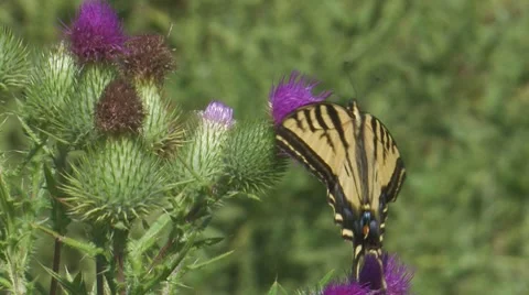 Western Tiger Swallowtail 3 Stock Footage 8510803