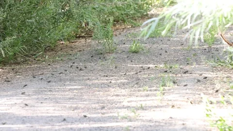 Western toad babies crawling every direction in the shade of trees Stock Footage 246165846
