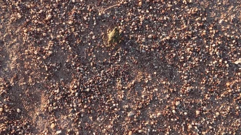 Western Toad Hops and Crawls Along the Ground - Shallow DOF Stock Footage 245786771
