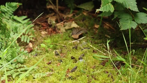Western toad migration Minnekhada park Stock Footage 312017154