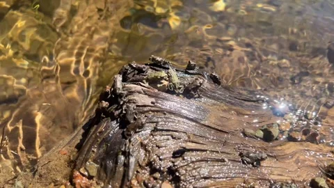 Western Toads 01 库存影片 345540654