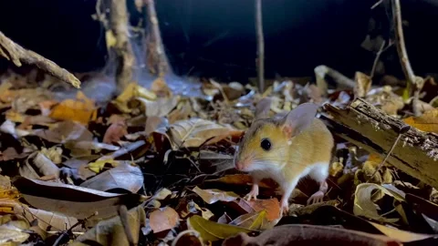 Western Tufted-tail Rat, Eliurus myoxinus, Kirindi Forest, Wild mouse, in the Ma Stock Footage 221093872