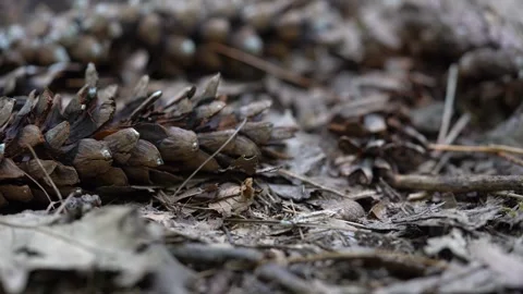 Western white pine cones in the forest 4K Stock Footage 293400376