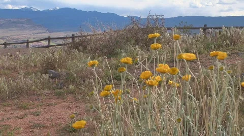 Western Wildflowers Video stock 751162