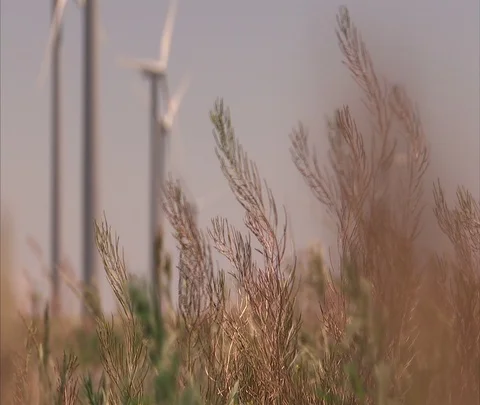 Western wind farm, CU grass, wind turbines in background Stock Footage 86690884