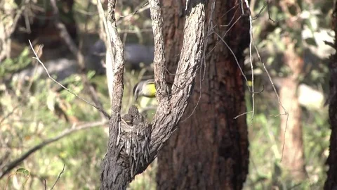 Western Yellow Robin chicks in nest feeding Stock Footage 80215263