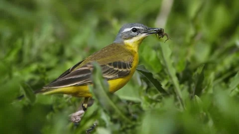 Western yellow wagtail (Motacilla flava), bird hunting spiders Stock Footage 302334053