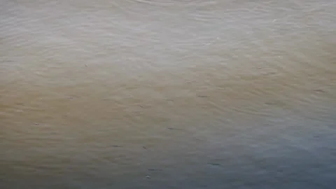 WesternMosquitofish 01 Video stock 221197149