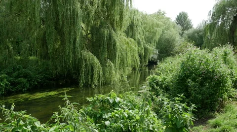 Westgate Punts, River Great Stour, Canterbury, Kent, England Vídeos de archivo 42130486