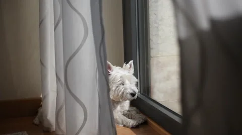 Westie basking in the sun Stock Footage 69066385