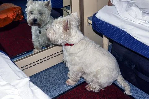 Westie dog looking at its reflection in a train compartment during a comfor.. Foto stock
