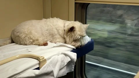 Westie dog in train Stock Footage 337361029
