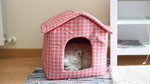 Westie in her house Stock Footage 77651376