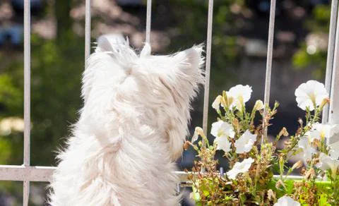 Westie looking down Stock Photos
