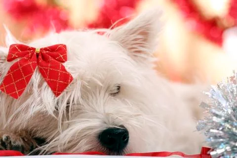Westie Stock Photos