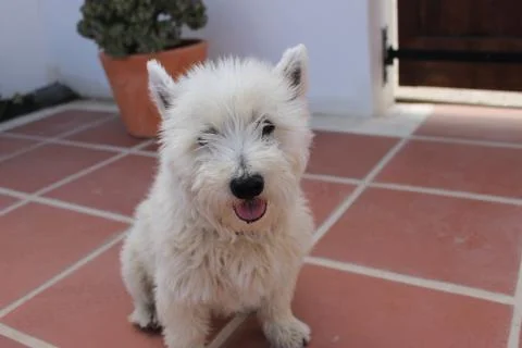Westie Stock Photos