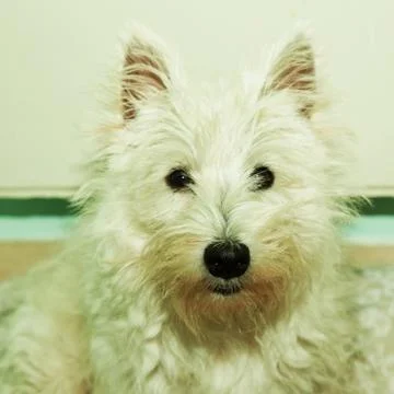 Westie Stock Photos