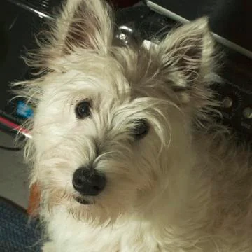 Westie Stock Photos