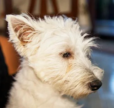 Westie Stock Photos