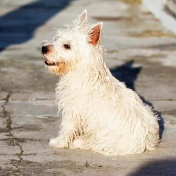 Westie Stock Photos